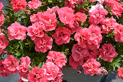 Surfinia Summer Double Salmon Petunia (Petunia 'Surfinia Summer Double Salmon') at English Gardens