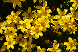 Beedance Yellow Bidens (Bidens 'Beedance Yellow') at English Gardens