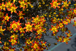 Beedance Painted Red Bidens (Bidens 'Beedance Painted Red') at English Gardens