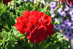 Calliope Large Dark Red Geranium (Pelargonium 'Calliope Large Dark Red') at English Gardens