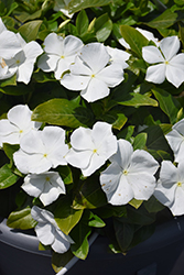Cora XDR White (Catharanthus roseus 'Cora XDR White') at English Gardens
