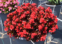 Double Up Red Begonia (Begonia 'LEGDBLRED') at English Gardens