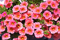 Superbells Coralina Calibrachoa (Calibrachoa 'iNCALMIABE') at English Gardens