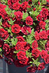 Superbells Double Ruby Calibrachoa (Calibrachoa 'USCAL83901') at English Gardens