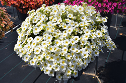 Superbells Over Easy Calibrachoa (Calibrachoa 'KLECA16314') at English Gardens