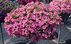 Superbells Rising Star Calibrachoa (Calibrachoa 'KLECA16006') at English Gardens