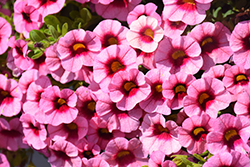 Superbells Strawberry Punch Calibrachoa (Calibrachoa 'USCAL58205') at English Gardens