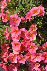 Superbells Tropical Sunrise Calibrachoa (Calibrachoa 'INCALTRSUN') at English Gardens