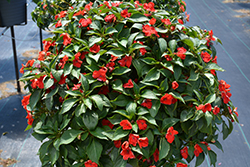 Beacon Bright Red Impatiens (Impatiens walleriana 'PAS1413665') at English Gardens