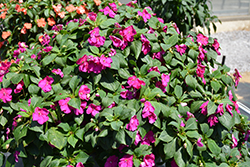 Beacon Violet Shades Impatiens (Impatiens walleriana 'PAS1357834') at English Gardens