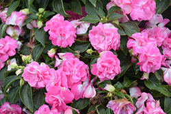 Rockapulco Rose Impatiens (Impatiens 'BALOLESTOP') at English Gardens