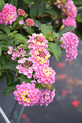 Luscious Pinkberry Blend Lantana (Lantana camara 'Luscious Pinkberry Blend') at English Gardens