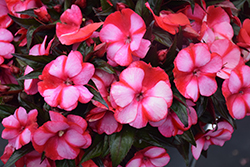 Infinity Blushing Crimson New Guinea Impatiens (Impatiens hawkeri 'Kiamuna') at English Gardens