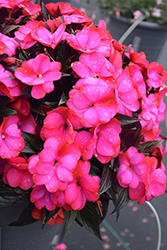 Infinity Blushing Lilac New Guinea Impatiens (Impatiens hawkeri 'Visinfblla') at English Gardens