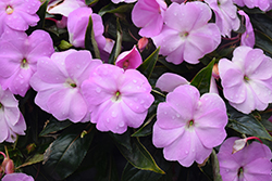 Infinity Lavender New Guinea Impatiens (Impatiens hawkeri 'Infinity Lavender') at English Gardens