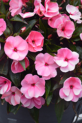 Infinity Pink New Guinea Impatiens (Impatiens hawkeri 'Visinpink') at English Gardens
