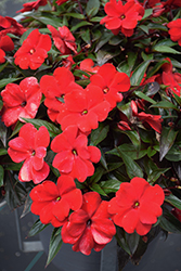 Infinity Red New Guinea Impatiens (Impatiens hawkeri 'Vinfsalbis') at English Gardens