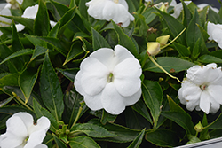 Infinity White New Guinea Impatiens (Impatiens hawkeri 'Visinfwhiimp') at English Gardens