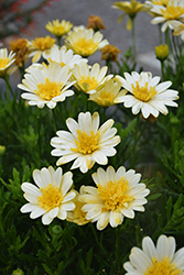 Bright Lights Double Moonglow African Daisy (Osteospermum 'Bright Lights Double Moonglow') at English Gardens