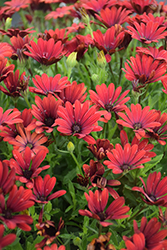Bright Lights Red African Daisy (Osteospermum 'Bright Lights Red') at English Gardens
