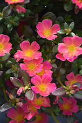 Mojave Pink Portulaca (Portulaca grandiflora 'Mojave Pink') at English Gardens