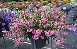 Whirlwind Pink Fan Flower (Scaevola aemula 'Whirlwind Pink') at English Gardens