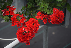 Superbena Royale Red Verbena (Verbena 'AKIV5-4') at English Gardens