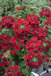 Superbena Royale Romance Verbena (Verbena 'RIKAV38602') at English Gardens