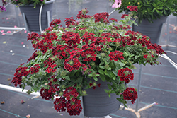 Superbena Royale Romance Verbena (Verbena 'RIKAV38602') at English Gardens