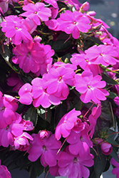 SunPatiens Compact Lilac New Guinea Impatiens (Impatiens 'SakimP063') at English Gardens