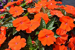 SunPatiens Vigorous Orange New Guinea Impatiens (Impatiens 'SAKIMP056') at English Gardens