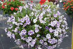 Crazytunia Blue Ice Petunia (Petunia 'Crazytunia Blue Ice') at English Gardens