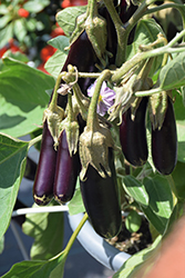 Hansel Eggplant (Solanum melongena 'Hansel') at English Gardens