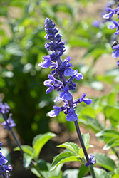 Rockin' Playin' The Blues Salvia (Salvia 'Balsamispim') at English Gardens