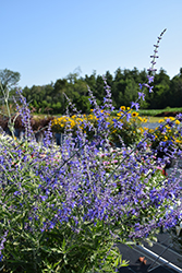 Crazy Blue Russian Sage (Perovskia atriplicifolia 'Crazy Blue') at English Gardens