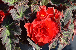 Nonstop Mocca Red Begonia (Begonia 'Nonstop Mocca Red') at English Gardens