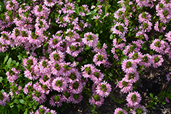 Whirlwind Pink Fan Flower (Scaevola aemula 'Whirlwind Pink') at English Gardens