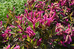 Kelos Atomic Violet Celosia (Celosia 'Kelos Atomic Violet') at English Gardens