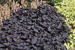 Sweet Caroline Sweetheart Jet Black Sweet Potato Vine (Ipomoea batatas 'NCORNSP-021SHJB') at English Gardens