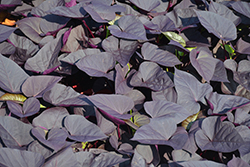 Sweet Caroline Sweetheart Jet Black Sweet Potato Vine (Ipomoea batatas 'NCORNSP-021SHJB') at English Gardens