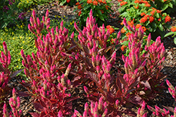 Kelos Atomic Neon Pink Celosia (Celosia 'Kelos Atomic Neon Pink') at English Gardens