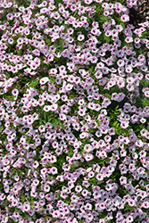 Supertunia Mini Vista Pink Star Petunia (Petunia 'USTUNJ2401') at English Gardens