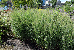 Prairie Winds Apache Rose Switch Grass (Panicum virgatum 'Apache Rose') at English Gardens