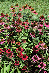 Glowing Dream Coneflower (Echinacea 'Glowing Dream') at English Gardens