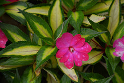 SunPatiens Compact Tropical Rose New Guinea Impatiens (Impatiens 'SunPatiens Compact Tropical Rose') at English Gardens