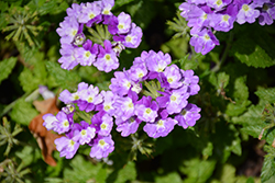 Superbena Sparkling Amethyst Verbena (Verbena 'VEAZ0019') at English Gardens