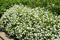 Supertunia Vista Snowdrift Petunia (Petunia 'BBTUN04401') at English Gardens