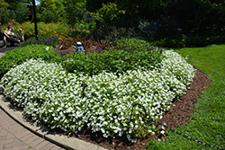 Supertunia Vista Snowdrift Petunia (Petunia 'BBTUN04401') at English Gardens