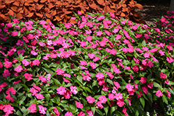 SunPatiens Vigorous Rose Pink New Guinea Impatiens (Impatiens 'SAKIMP052') at English Gardens