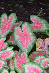 Rose Glow Caladium (Caladium 'Rose Glow') at English Gardens